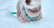 Sunnie joined the competition — help win amazing prizes! dog, small_dog, snow, winter, outdoor, pet, animal, fence, fluffy, ears, pink_sweater, cold, white_snow, leash, curious, cute, portrait, daylight, nature, background