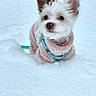 dog, small_dog, snow, winter, outdoor, pet, animal, fence, fluffy, ears, pink_sweater, cold, white_snow, leash, curious, cute, portrait, daylight, nature, background
