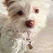 Sunnie is registered to the contest to win money with this photo: dog, small_dog, white_fur, brown_ear, pet, indoor, curious, closeup, fur, animal, cute, collar, tag, portrait, standing, light, texture, expression, companion, domestic