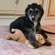 Sacha participe au concours pour gagner de l'argent avec cette photo : puppy, dog, stuffed_toy, carpet, indoor, pet, canine, fur, black, gray, toy, soft, cute, animal, home, cabinet, relaxed, young, companion, floor