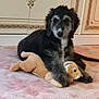 puppy, dog, stuffed_toy, carpet, indoor, pet, canine, fur, black, gray, toy, soft, cute, animal, home, cabinet, relaxed, young, companion, floor