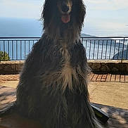 Lucky participe au concours pour gagner de l'argent avec cette photo : dog, long_hair, bench, outdoor, ocean_view, sky, tree_branches, tongue_out, sunlight, shadow, fence, nature, pet, animal, landscape, relaxing, portrait, sitting, daytime, scenic