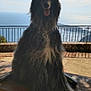 dog, long_hair, bench, outdoor, ocean_view, sky, tree_branches, tongue_out, sunlight, shadow, fence, nature, pet, animal, landscape, relaxing, portrait, sitting, daytime, scenic