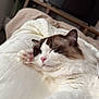 cat, sleeping, fluffy, white, pink_nose, paw, indoor, bed, blanket, cozy, relaxation, closeup, feline, soft, domestic, cute, resting, pet, whiskers, calm