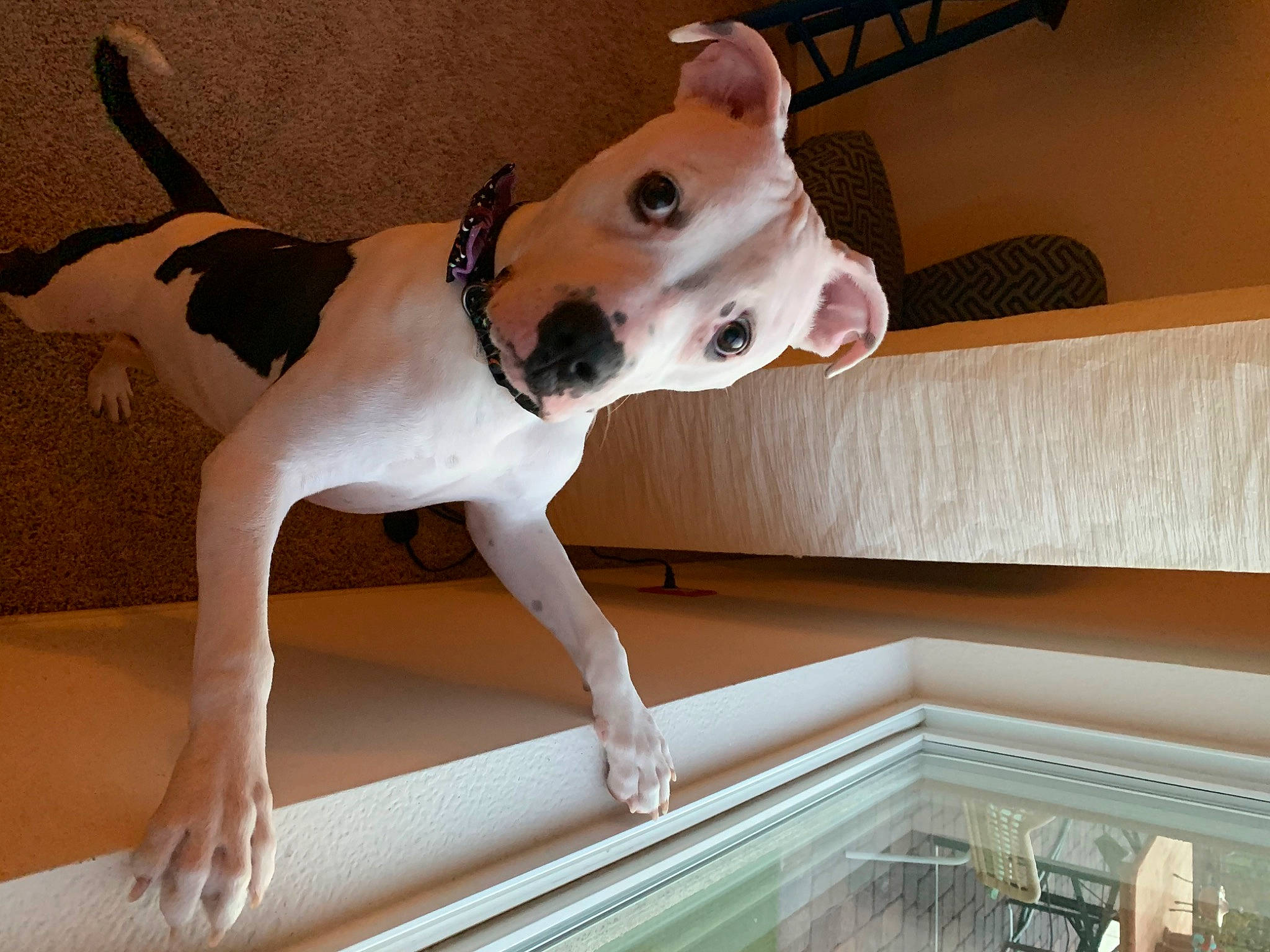 Oreo joined the competition — help win amazing prizes! ancient_dog_breeds, carnivore, collar, comfort, companion_dog, dog, dog_breed, dog_collar, dog_supply, elbow, fawn, flooring, hardwood, pet_supply, sporting_group, tail, terrestrial_animal, white, wood, working_animal