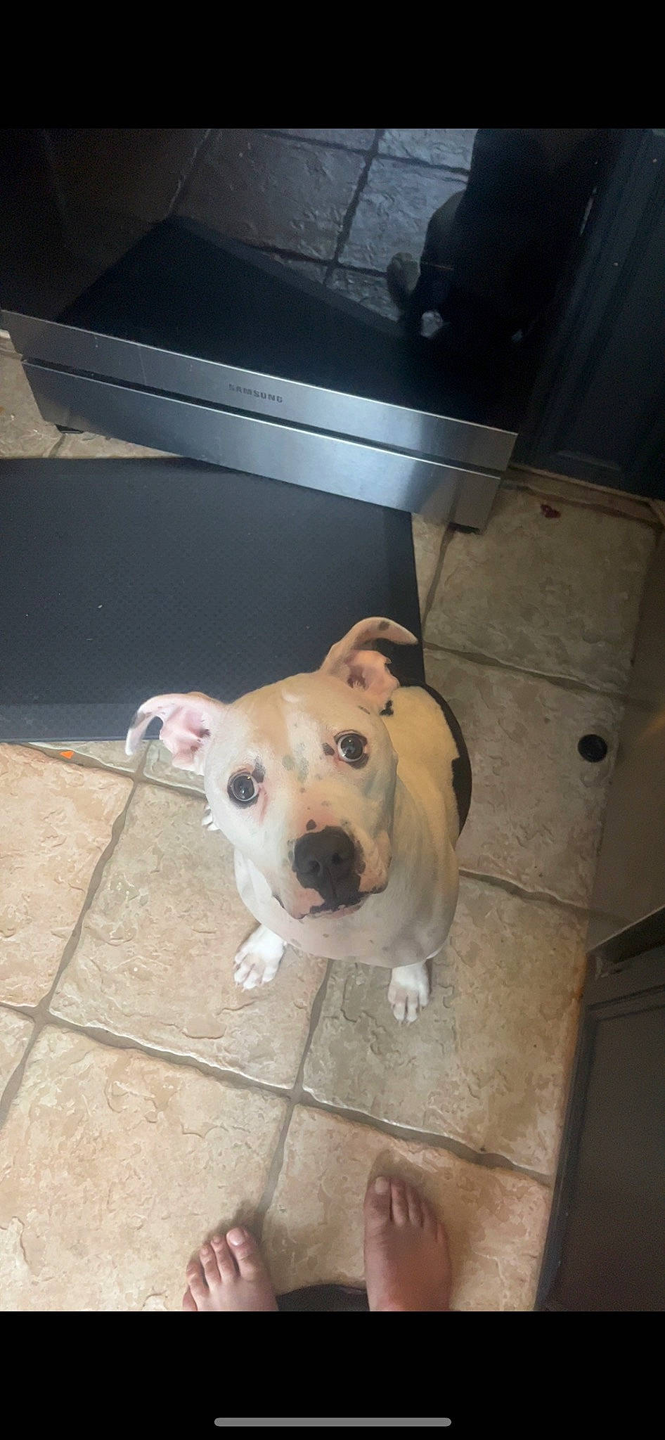 Oreo joined the competition — help win amazing prizes! canidae, carnivore, collar, companion_dog, dog, dog_breed, dog_collar, dog_supply, fawn, floor, flooring, hardwood, non_sporting_group, pet_supply, snout, sporting_group, tail, whiskers, wood, working_animal