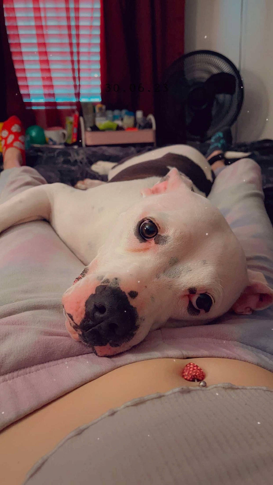 Oreo joined the competition — help win amazing prizes! canidae, carnivore, comfort, companion_dog, dalmatian, dog, dog_breed, dog_supply, eye, fang, fawn, fur, guard_dog, paw, snout, sporting_group, terrestrial_animal, whiskers, window_blind, working_animal