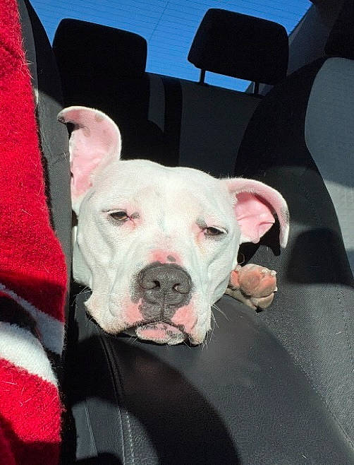 Oreo is registered to the contest to win money with this photo: canidae, carnivore, chair, collar, companion_dog, cordoba_fighting_dog, dog, dog_breed, dog_collar, dog_supply, fawn, non_sporting_group, pet_supply, pink, sporting_group, whiskers, working_animal