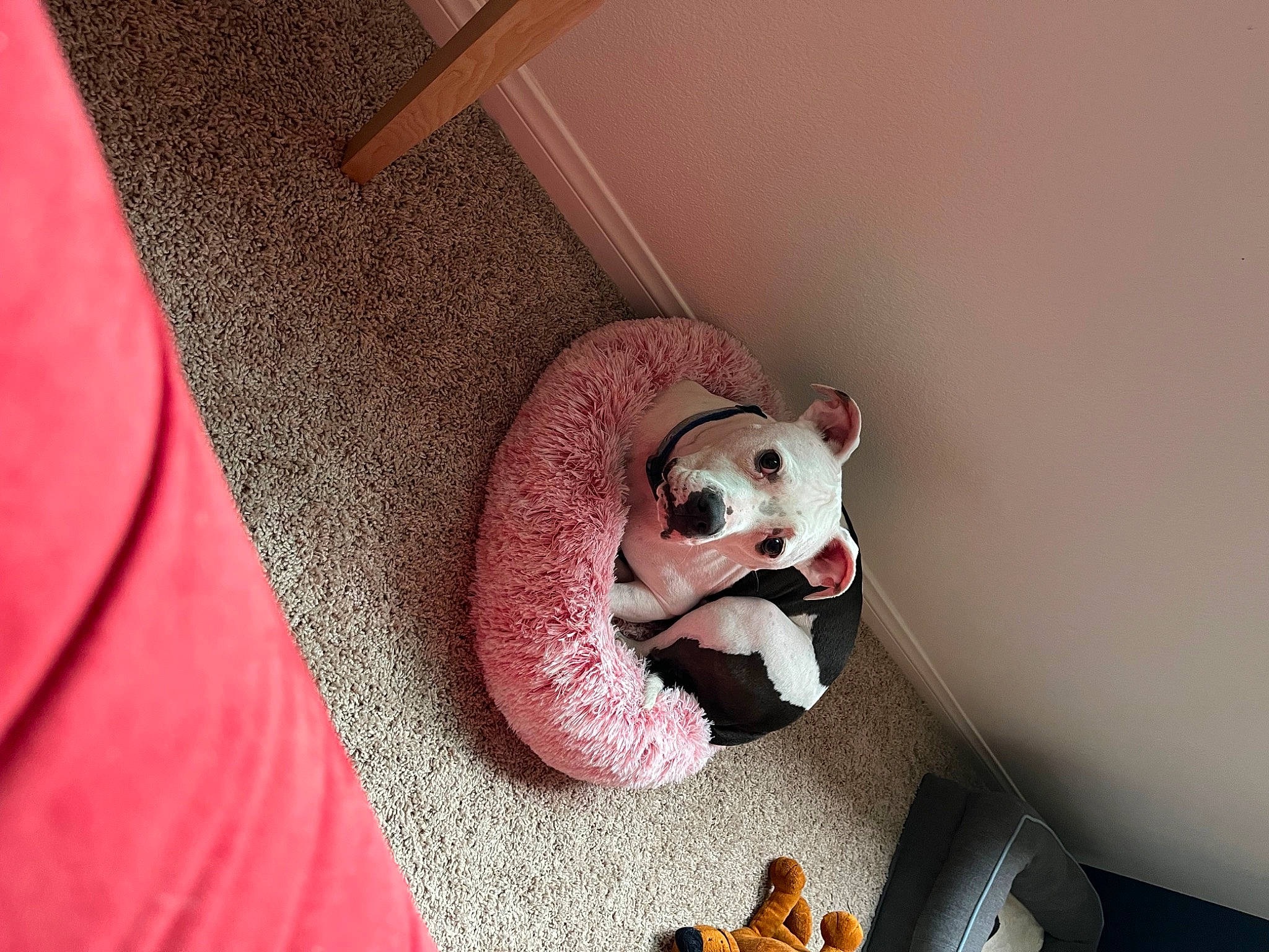 Oreo joined the competition — help win amazing prizes! audio_equipment, baby_toys, carmine, carnivore, comfort, companion_dog, couch, fawn, felidae, flooring, fur, plush, small_to_medium_sized_cats, snout, stuffed_toy, tail, teddy_bear, toy, whiskers, wood