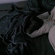 Bandit a rejoint le concours — aidez-le/la à gagner de superbes lots ! dog, blanket, pillow, couch, resting, cozy, indoor, dark, sleeping, pet, fur, comfort, relaxation, home, animal, snuggled, soft, quiet, warm, shadow