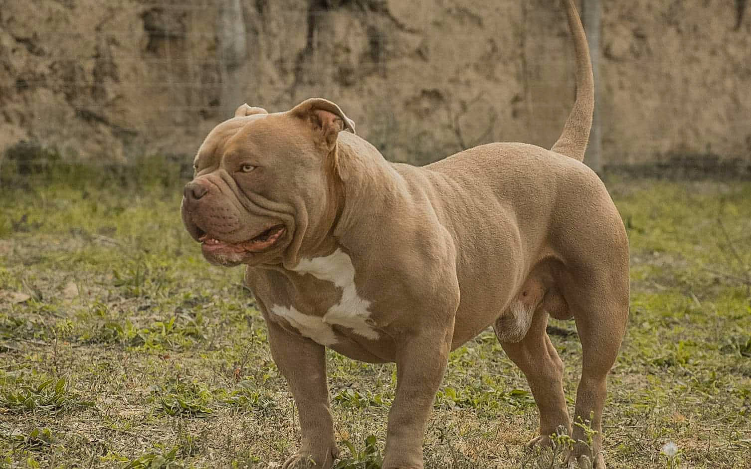 Marlon a rejoint le concours — aidez-le/la à gagner de superbes lots ! ancient_dog_breeds, bulldog, canidae, carnivore, companion_dog, dog, dog_breed, fawn, grass, handwriting, liver, non_sporting_group, sporting_group, tail, terrestrial_animal, wildlife, working_dog, wrinkle