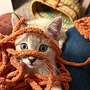 Poncho is registered to the contest to win money with this photo: animal, basket, blue_eyes, cat, closeup, colorful, cozy, curious, cute, feline, indoor, kitten, orange_yarn, pet, playful, soft_fur, tangled, texture, whiskers, yarn
