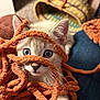 animal, basket, blue_eyes, cat, closeup, colorful, cozy, curious, cute, feline, indoor, kitten, orange_yarn, pet, playful, soft_fur, tangled, texture, whiskers, yarn