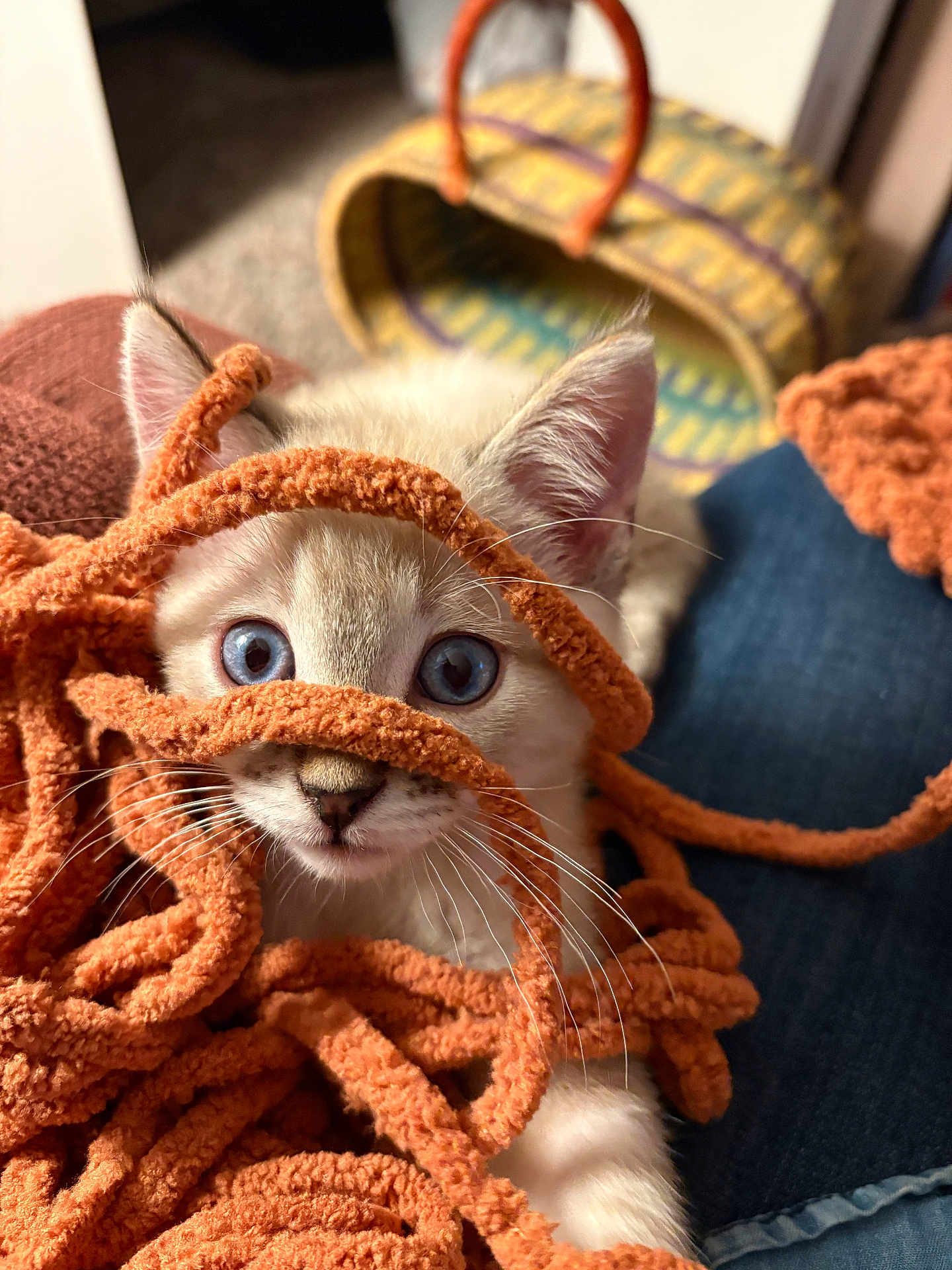 Poncho