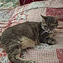 cat, feline, gray_cat, pet, animal, lying_down, quilt, blanket, fluffy, patchwork, floral_pattern, checkered_pattern, bed, indoor, cozy, resting, whiskers, ears, tail, paw