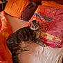 Bouriaud Bébé participe au concours pour gagner de l'argent avec cette photo : cat, tabby_cat, bed, pillow, blanket, orange, red, furniture, indoor, pet, animal, resting, domestic_cat, cozy, fur, whiskers, cute, relaxed, looking, home