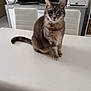 cat, tabby_cat, table, chair, television, printer, living_room, furniture, indoor, pet, curious, sitting, feline, domestic_animal, eyes, whiskers, tail, household, gray, soft_light