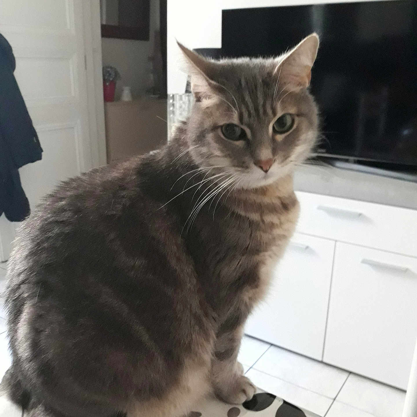 Bouriaud Bébé participe au concours pour gagner de l'argent avec cette photo : animal, cabinet, cat, cozy, domestic, ears, floor, fur, furniture, home, indoor, looking, pattern, pet, sitting, tabby, table, television, tile, whiskers