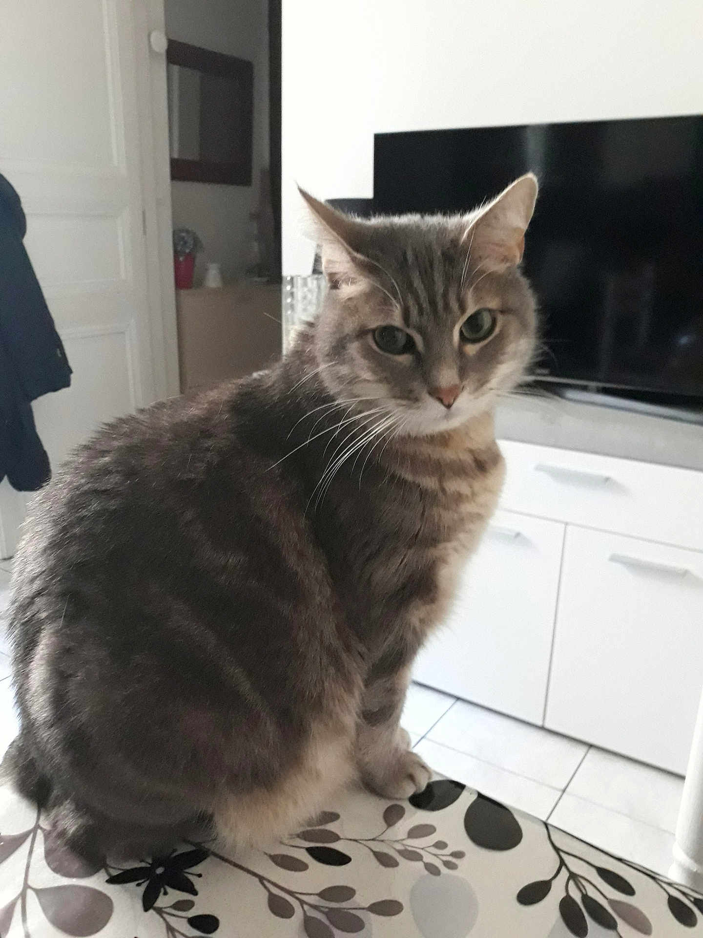 Bouriaud Bébé participe au concours pour gagner de l'argent avec cette photo : cat, tabby, indoor, furniture, table, pattern, television, cabinet, floor, tile, whiskers, ears, fur, pet, animal, domestic, sitting, looking, home, cozy