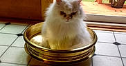 Zen is registered to the contest to win money with this photo: cat, white_cat, fluffy, bowl, golden_bowl, tile_floor, indoor, door, glass_door, wooden_door, plant, greenery, garden, grumpy_cat, pet, feline, home, animal, sitting, domestic