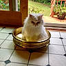 animal, bowl, cat, domestic, door, feline, fluffy, garden, glass_door, golden_bowl, greenery, grumpy_cat, home, indoor, pet, plant, sitting, tile_floor, white_cat, wooden_door