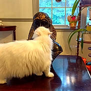 Zen joined the competition — help win amazing prizes! cat, white_cat, fluffy_cat, table, wooden_table, bust, egyptian_bust, indoor, plant, flower_pot, window, decor, furniture, curious, pet, living_room, floor, home, statue, natural_light