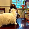 bust, cat, curious, decor, egyptian_bust, floor, flower_pot, fluffy_cat, furniture, home, indoor, living_room, natural_light, pet, plant, statue, table, white_cat, window, wooden_table
