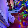 Zen is registered to the contest to win money with this photo: cat, persian_cat, white_cat, christmas_tree, christmas_lights, holiday_decor, wooden_floor, indoor, plant, canvas, colorful_lights, reflection, festive, cozy, curious, pet, animal, home, decoration, floor