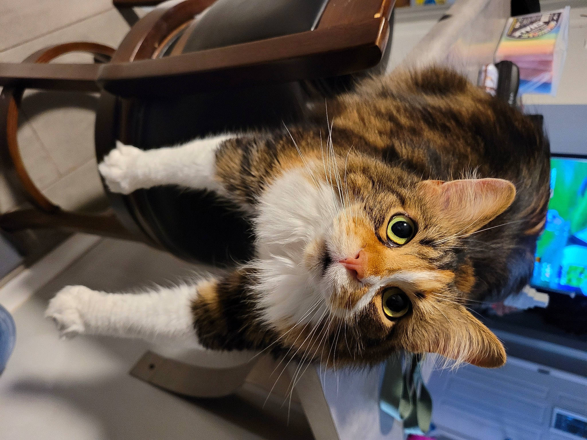 Izzy joined the competition — help win amazing prizes! carnivore, cat, claw, computer_monitor, display_device, domestic_short_haired_cat, felidae, fur, paw, small_to_medium_sized_cats, snout, tail, whiskers