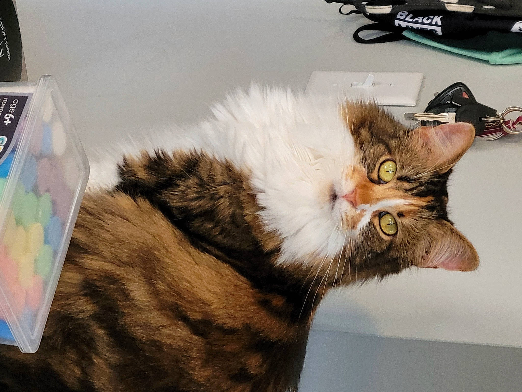 Izzy is registered to the contest to win money with this photo: carnivore, cat, claw, domestic_short_haired_cat, felidae, fur, paw, plant, small_to_medium_sized_cats, tail, terrestrial_animal, whiskers