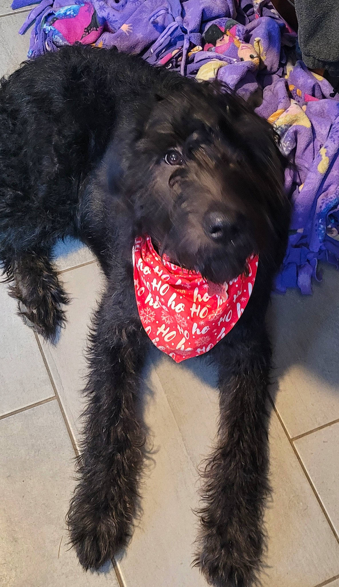 Sparky is registered to the contest to win money with this photo: canidae, carnivore, collar, companion_dog, costume, dog, dog_breed, dog_collar, dog_supply, electric_blue, fashion_accessory, fur, leash, pet_supply, snout, sporting_group, tail, water_dog, working_animal, working_dog