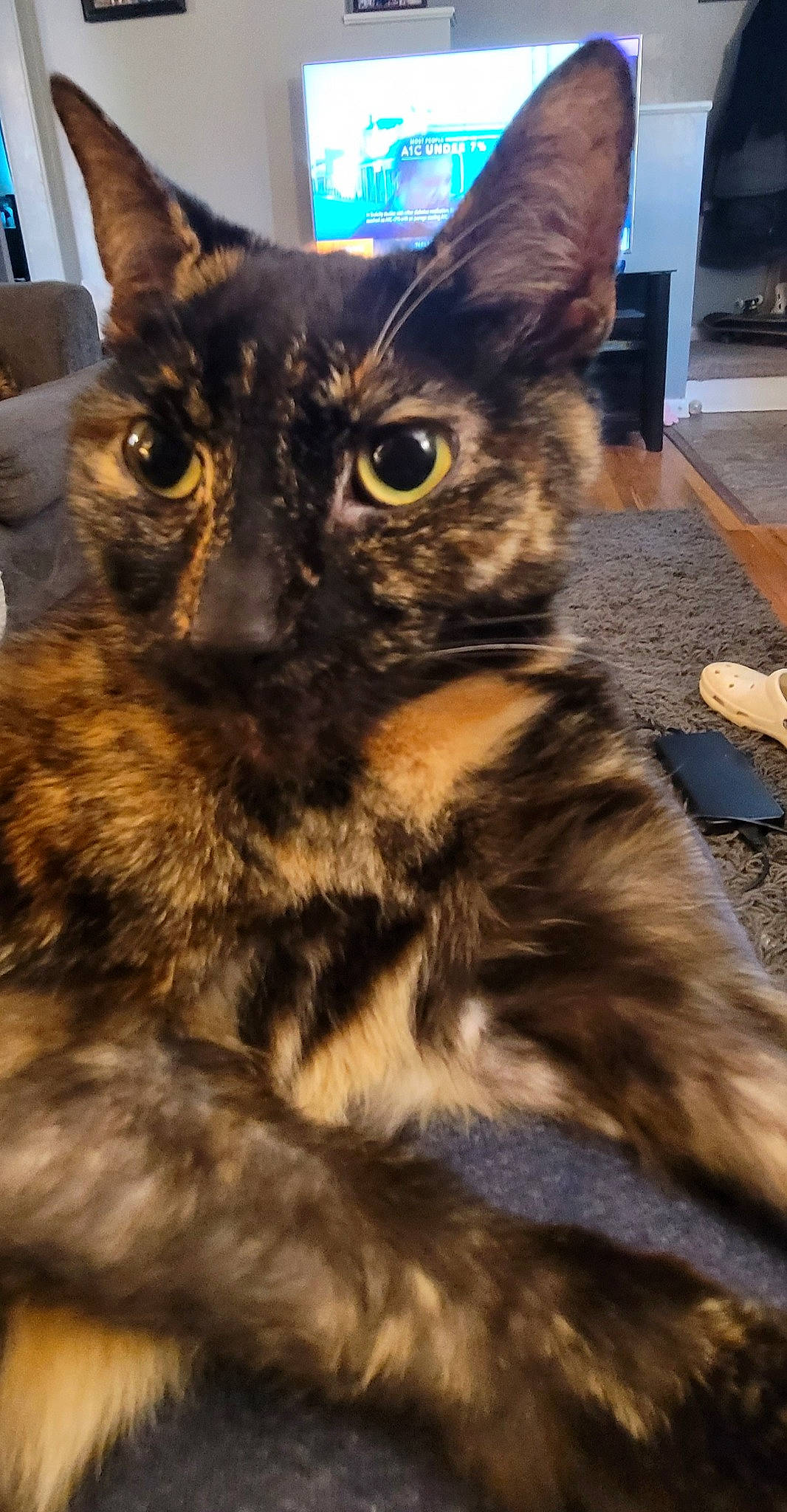 Callie joined the competition — help win amazing prizes! black_cat, carnivore, cat, claw, domestic_short_haired_cat, ear, eye, felidae, fur, paw, small_to_medium_sized_cats, snout, tail, terrestrial_animal, whiskers