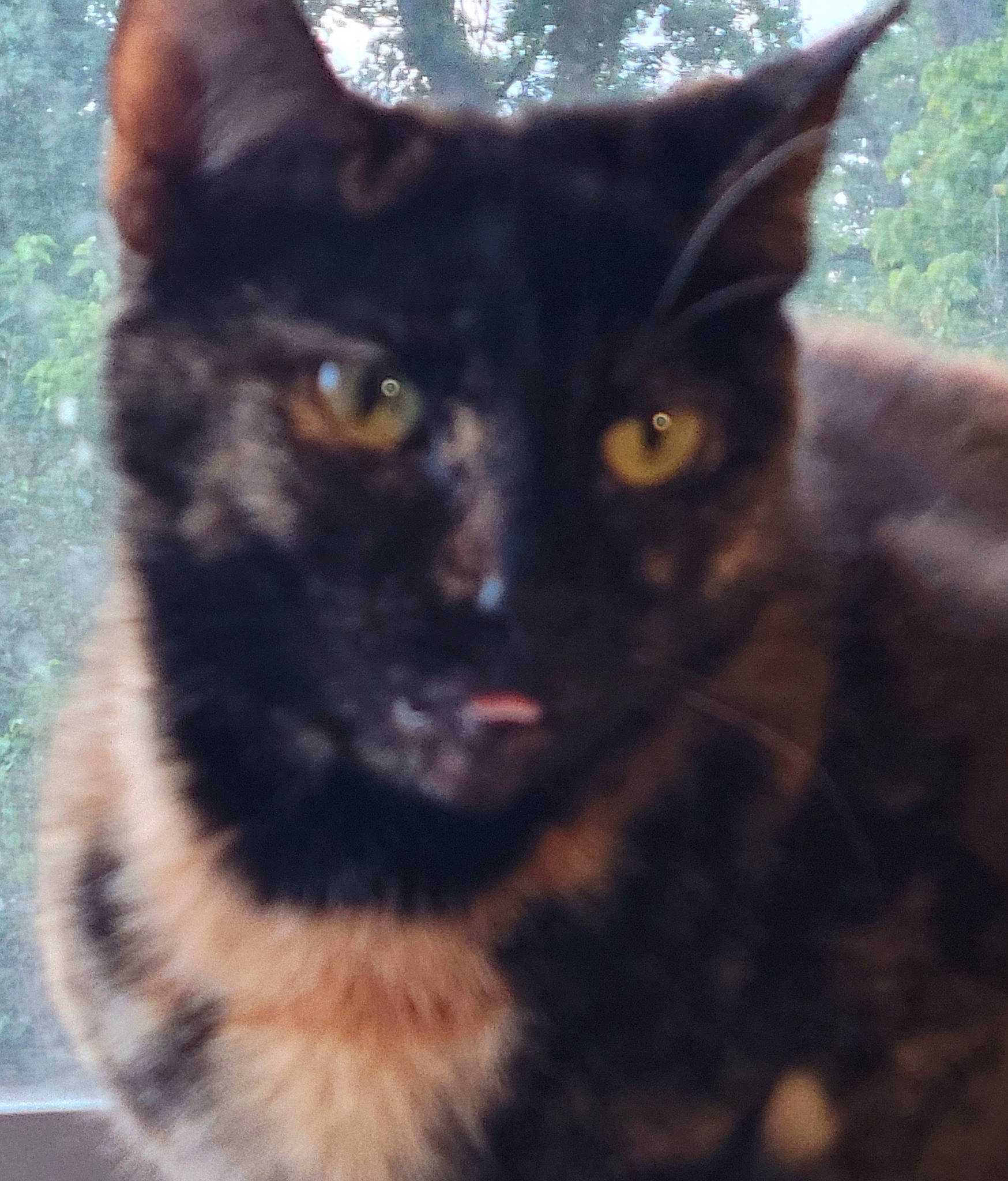 Callie is registered to the contest to win money with this photo: black_cat, carnivore, cat, close_up, domestic_short_haired_cat, felidae, fur, small_to_medium_sized_cats, snout, tail, terrestrial_animal, tree, whiskers, window