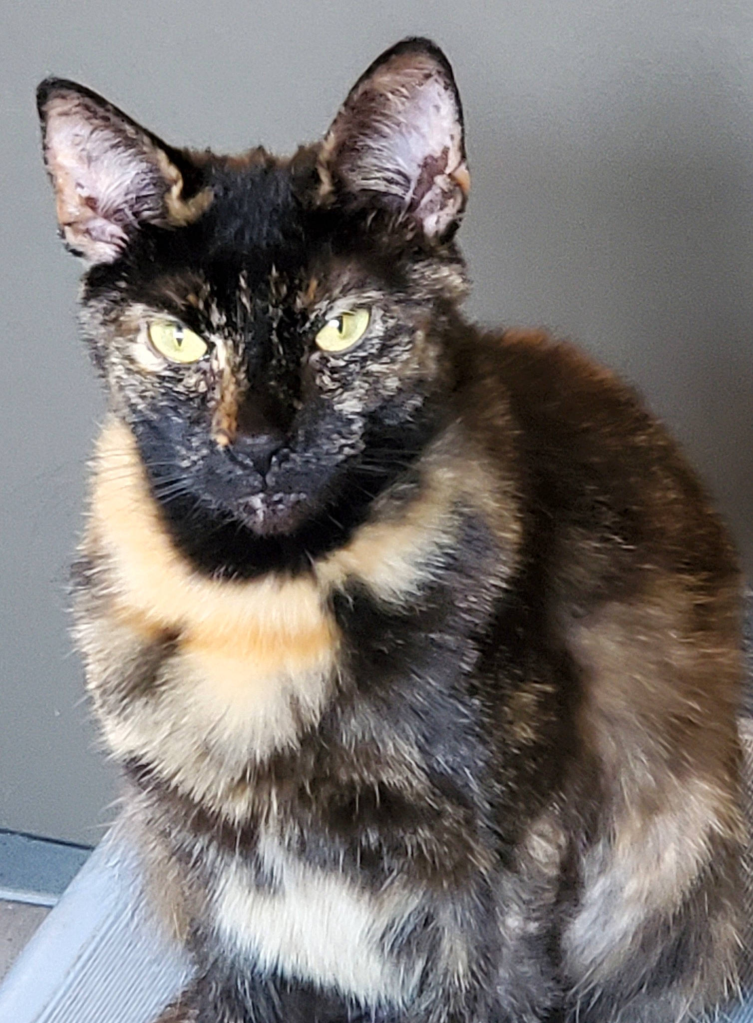 Callie is registered to the contest to win money with this photo: black_cat, bombay, carnivore, cat, claw, domestic_short_haired_cat, eye, felidae, fur, paw, sitting, small_to_medium_sized_cats, snout, tail, terrestrial_animal, whiskers, wildlife