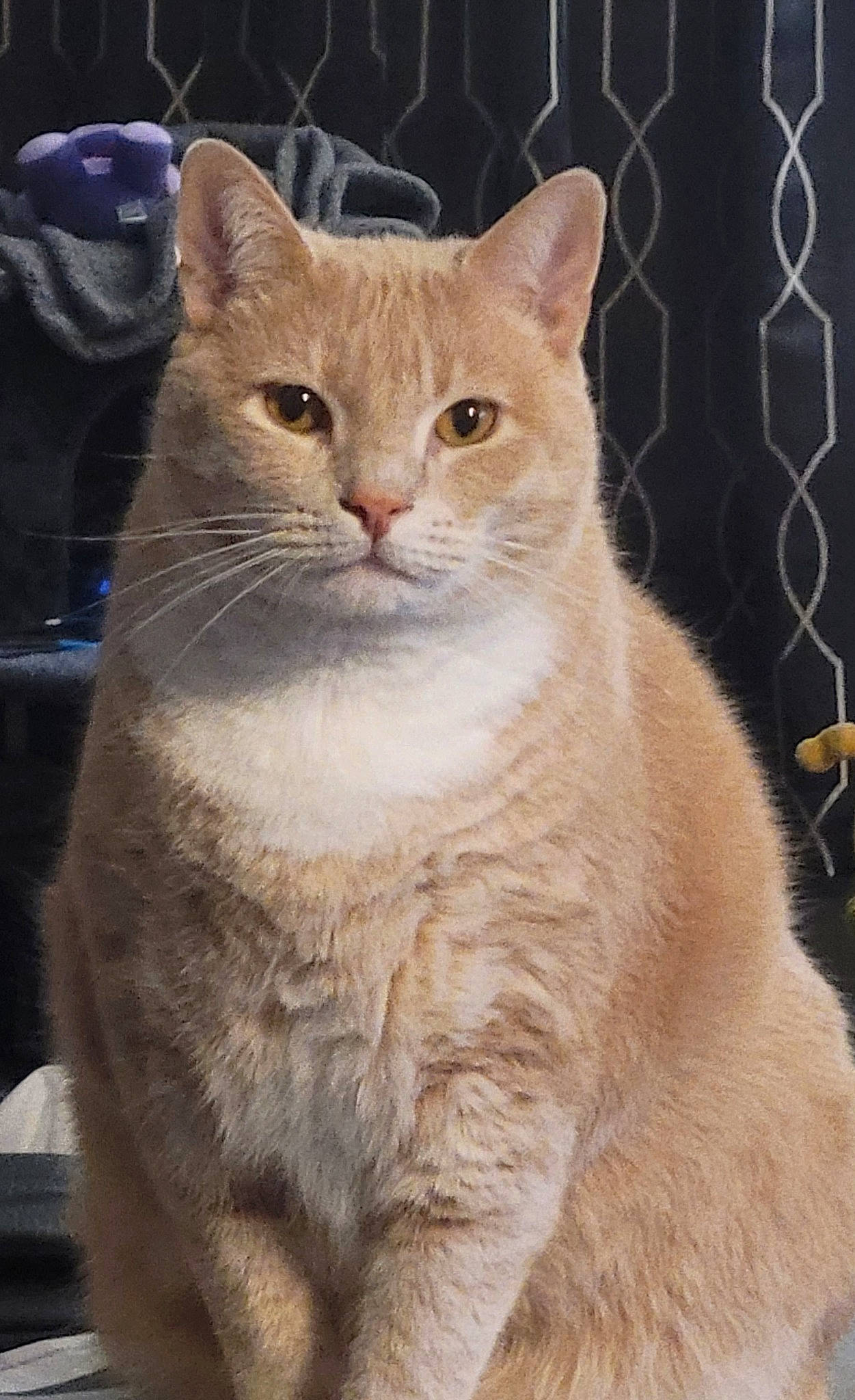 Fatty is registered to the contest to win money with this photo: art, carnivore, cat, domestic_short_haired_cat, event, eye, fawn, felidae, fur, iris, paw, pet_supply, photo_caption, small_to_medium_sized_cats, snout, tail, terrestrial_animal, whiskers, wildlife, window