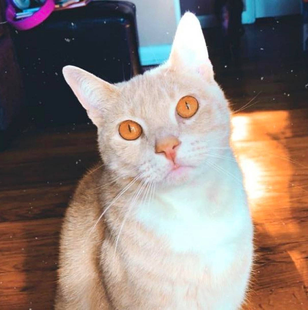 Fatty is registered to the contest to win money with this photo: art, carnivore, cat, claw, domestic_short_haired_cat, eye, fawn, felidae, flooring, fur, hardwood, luggage_and_bags, paw, photo_caption, small_to_medium_sized_cats, snout, tail, whiskers, window, wood