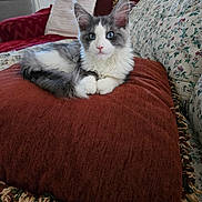 Willow Blue is registered to the contest to win money with this photo: kitten, cat, blue_eyes, fluffy, cushion, sofa, pillow, indoor, pet, resting, domestic_cat, feline, fur, cute, animal, living_room, household, relaxed, home, comfort