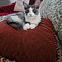 kitten, cat, blue_eyes, fluffy, cushion, sofa, pillow, indoor, pet, resting, domestic_cat, feline, fur, cute, animal, living_room, household, relaxed, home, comfort