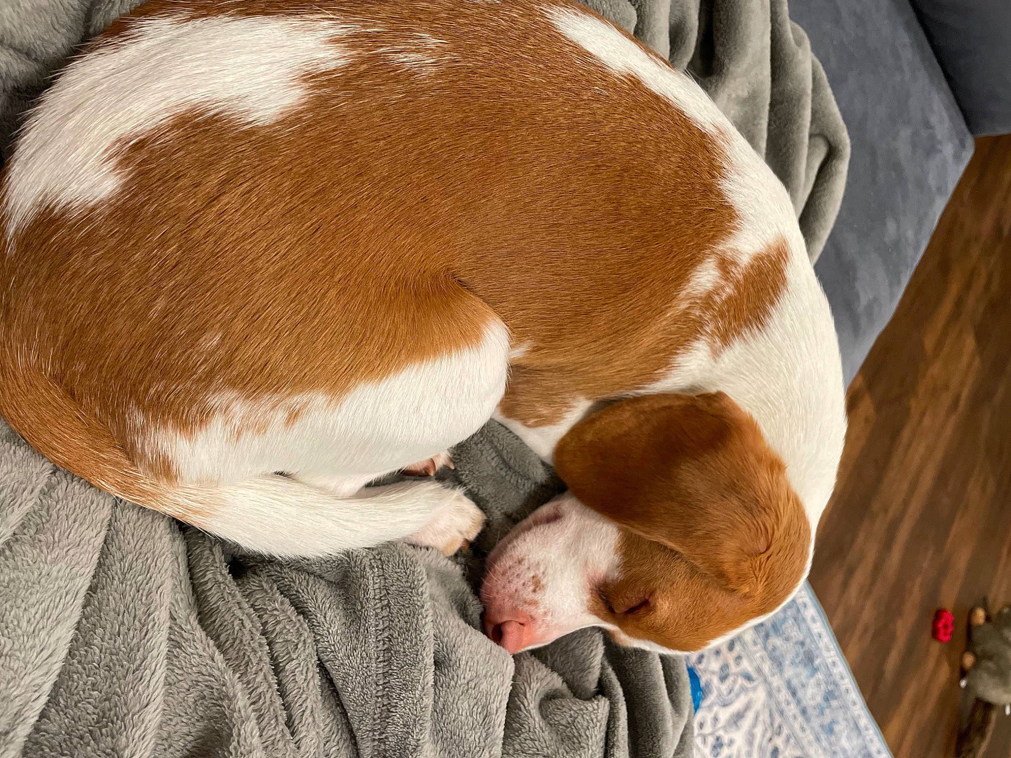 Bentley joined the competition — help win amazing prizes! canidae, carnivore, collar, comfort, companion_dog, dog, dog_breed, dog_supply, fawn, fur, gun_dog, hardwood, hound, liver, nap, non_sporting_group, pet_supply, sporting_group, whiskers, working_animal