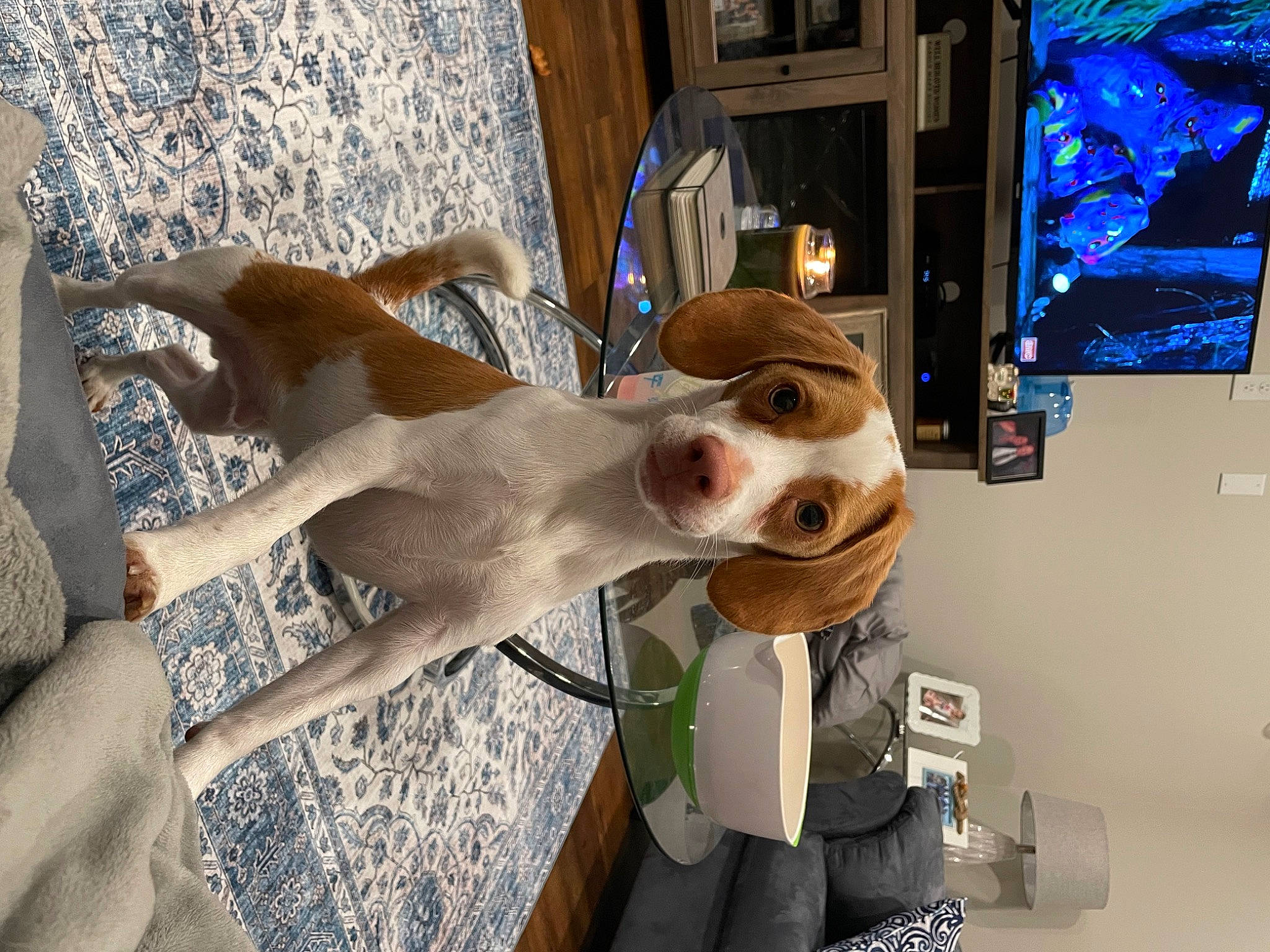 Bentley is registered to the contest to win money with this photo: art, canidae, carnivore, companion_dog, display_device, dog, dog_breed, eyewear, fawn, fur, led_backlit_lcd_display, machine, output_device, snout, sporting_group, television, television_set, vehicle_door, wood, working_animal