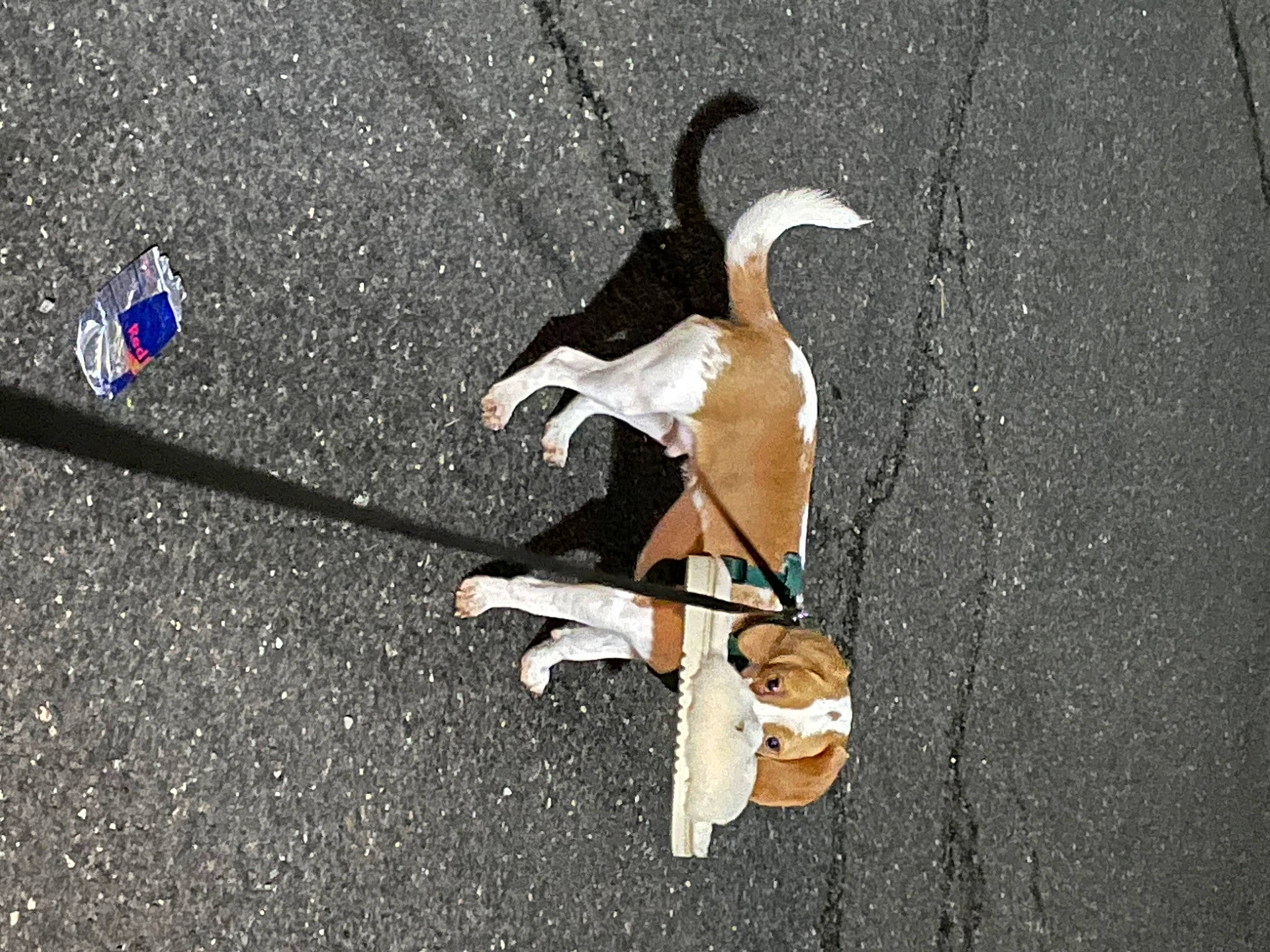 Bentley joined the competition — help win amazing prizes! asphalt, bicycle_handlebar, canidae, carnivore, companion_dog, dog, dog_breed, fashion_accessory, fawn, human_leg, leash, pet_supply, road, road_surface, shadow, sidewalk, sporting_group, street, tail, wood