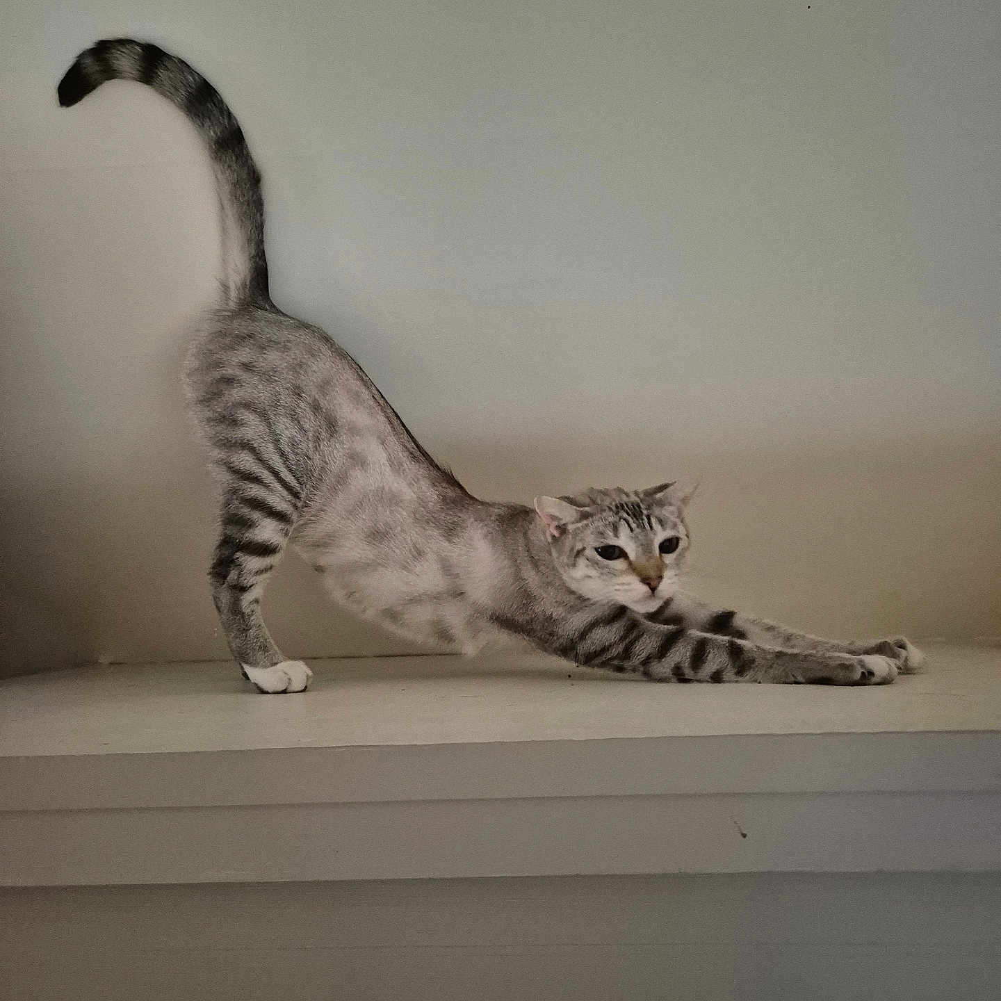 Annabelle a rejoint le concours — aidez-le/la à gagner de superbes lots ! cat, stretching, striped, feline, pet, animal, indoor, ledges, white, arch, graceful, yoga_pose, relaxed, playful, tabby, whiskers, ears, tail, paws, quiet