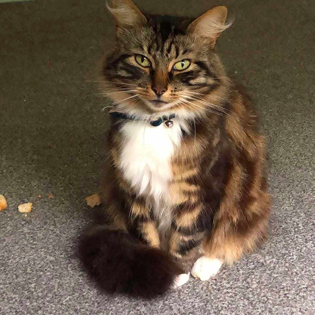 Tiger joined the competition — help win amazing prizes! abyssinian, accessories, angora, animal, brasssection, cat, door, egyptiancat, hardwood, horn, kitten, leash, manx, musicalinstrument, person, pet, slate, sleeping, strap, wood