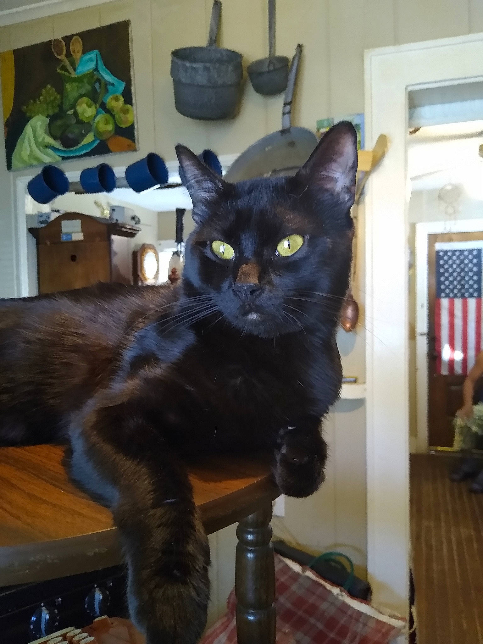 Chong is registered to the contest to win money with this photo: asian, black_cat, bombay, burmese, carnivore, cat, domestic_short_haired_cat, felidae, german_rex, havana_brown, korat, mammal, russian_blue, small_to_medium_sized_cats, tail, vertebrate, whiskers