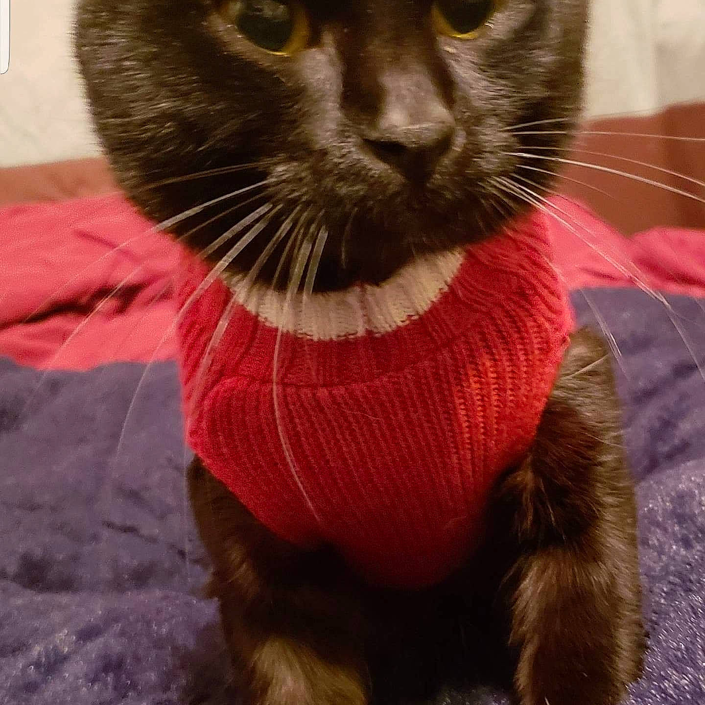 Chong is registered to the contest to win money with this photo: burmese, carnivore, cat, felidae, fur, mammal, small_to_medium_sized_cats, snout, whiskers