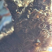 Bear joined the competition — help win amazing prizes! dog, pet, curly_fur, black_dog, close_up, animal, cute, ears, nose, fur, portrait, indoors, soft_light, cozy, friendly, mammal, companion, canine, whiskers, alert