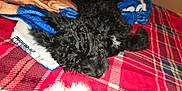 Bear is registered to the contest to win money with this photo: puppy, dog, black_fur, curly_fur, sleeping, blanket, red_plaid, white_paws, cozy, indoor, soft_texture, pet, resting, fur, cute, animal, bed, comfort, nap, domestic