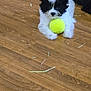 puppy, dog, tennis_ball, wooden_floor, black_and_white, pet, indoor, small_dog, fur, playful, lying_down, animal, toy, carpet, power_strip, cord, messy_floor, cute, pet_toy, young_dog