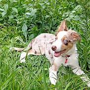 Taho participe au concours pour gagner de l'argent avec cette photo : puppy, dog, grass, greenery, outdoor, plants, nature, happy, animal, pet, canine, fur, collar, playful, young, ears, blue_eyes, tongue, lying_down, summer