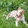 puppy, dog, grass, greenery, outdoor, plants, nature, happy, animal, pet, canine, fur, collar, playful, young, ears, blue_eyes, tongue, lying_down, summer